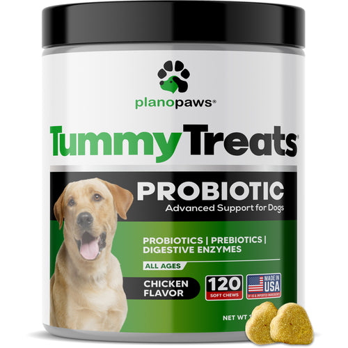 Tummy Treats: Probiotics for Dogs