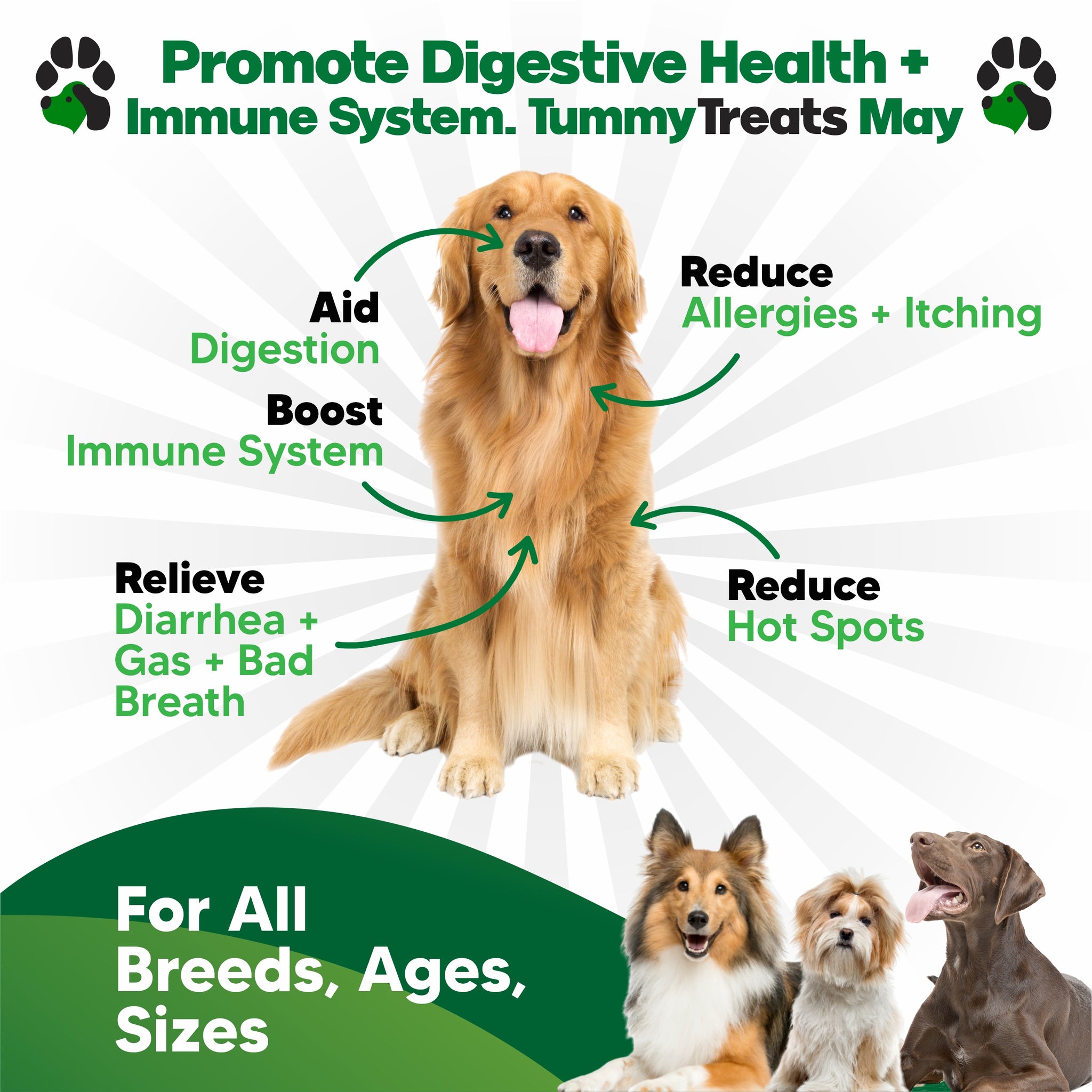 Tummy Treats: Probiotics for Dogs